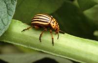colorado-potato-beetle-1803237_1920
